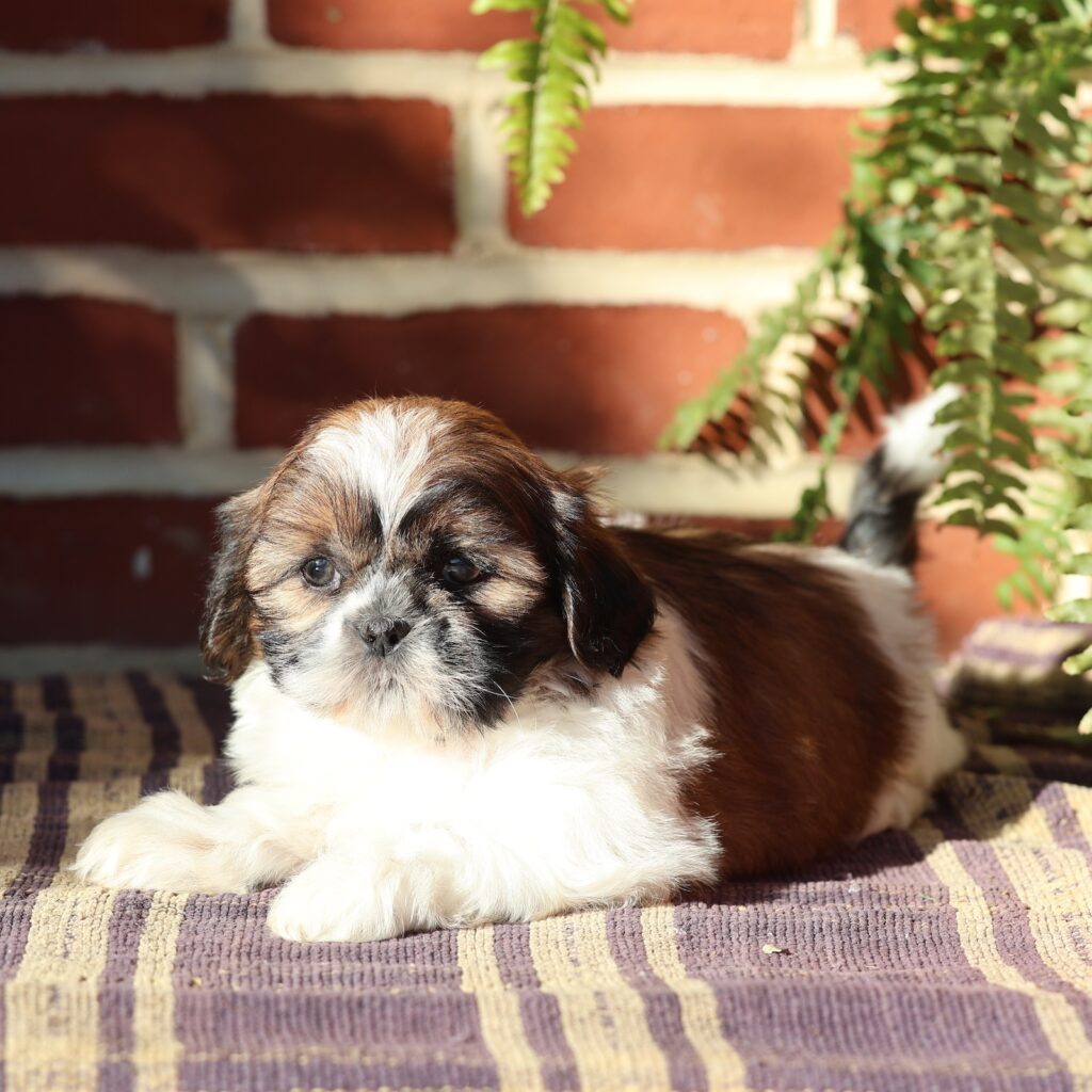 puppy pictures of shih tzu