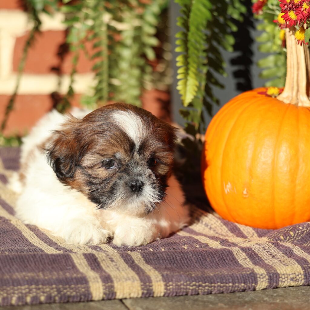 shih tzu breeders puppies for sale