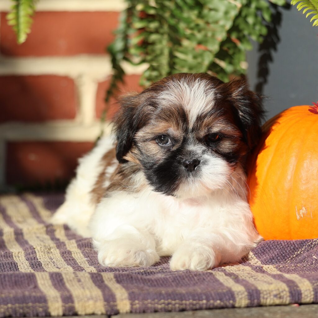 shih tzu dog puppy