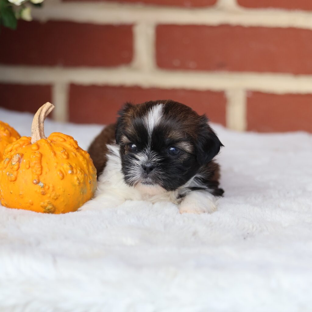 shih tzu puppies