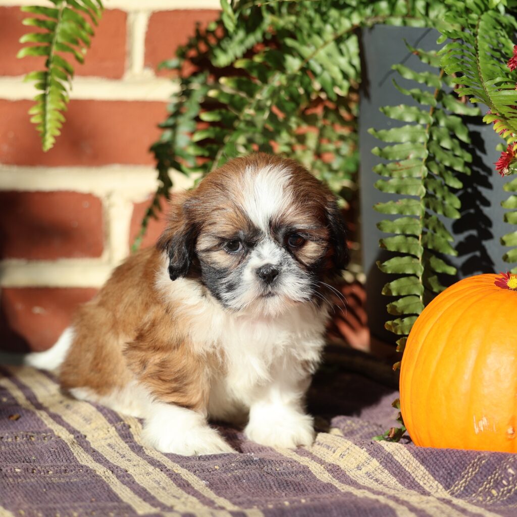 shih tzu puppies adoption