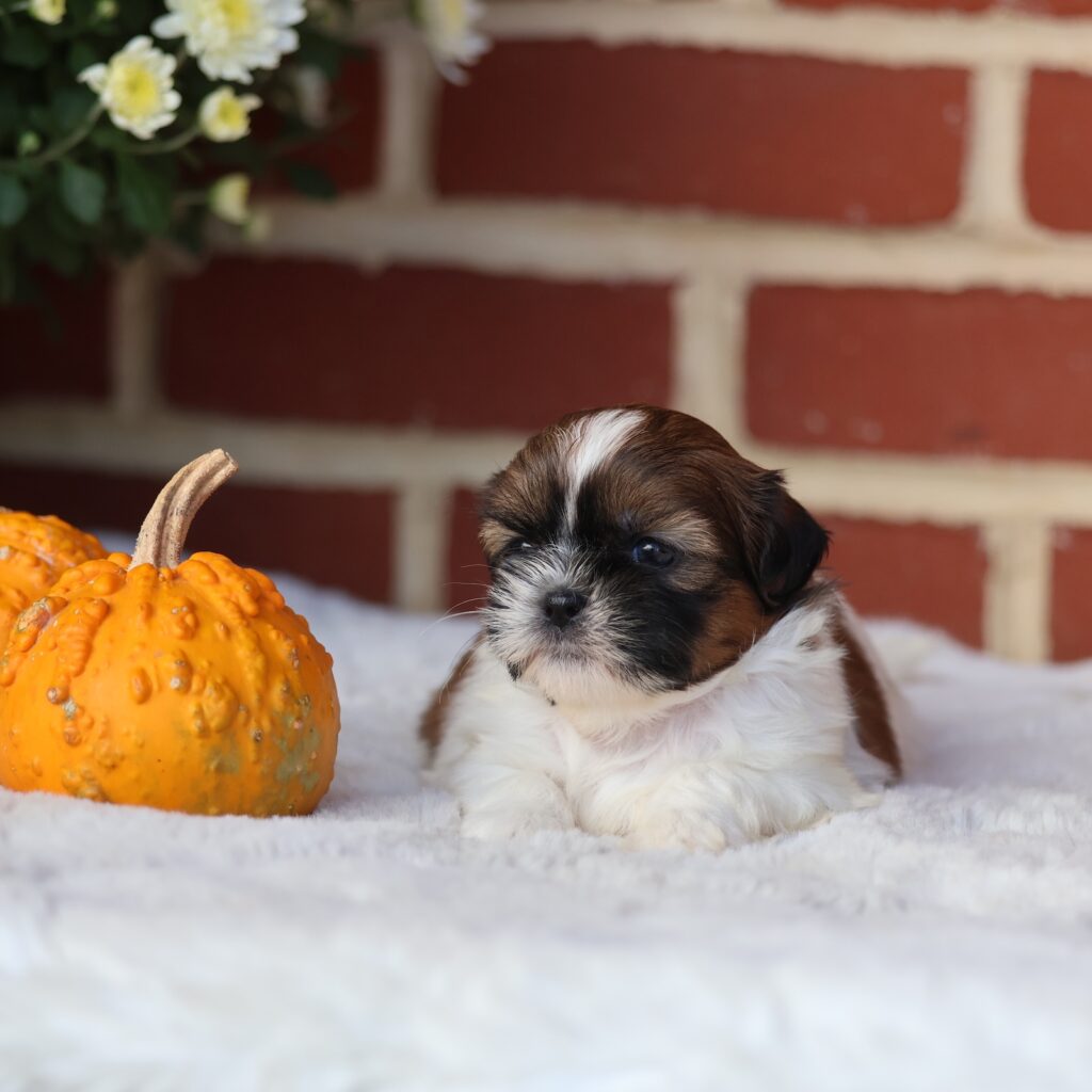shih tzu puppies for adoption