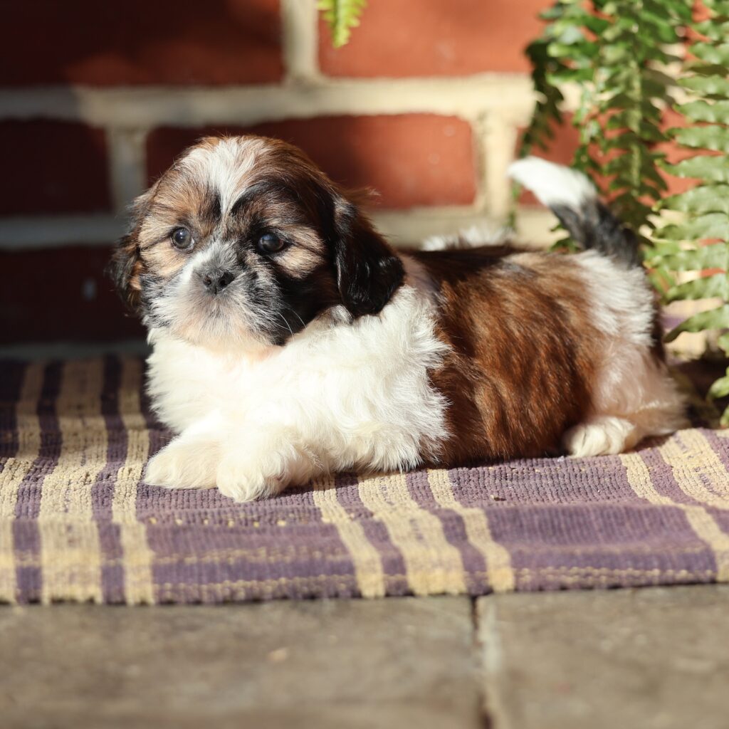 shih tzu puppies for sale