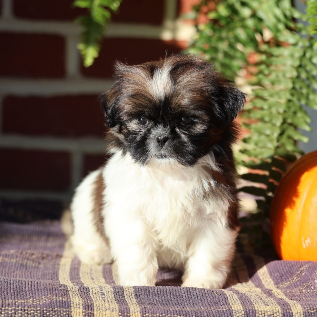 shih tzu puppies for sale