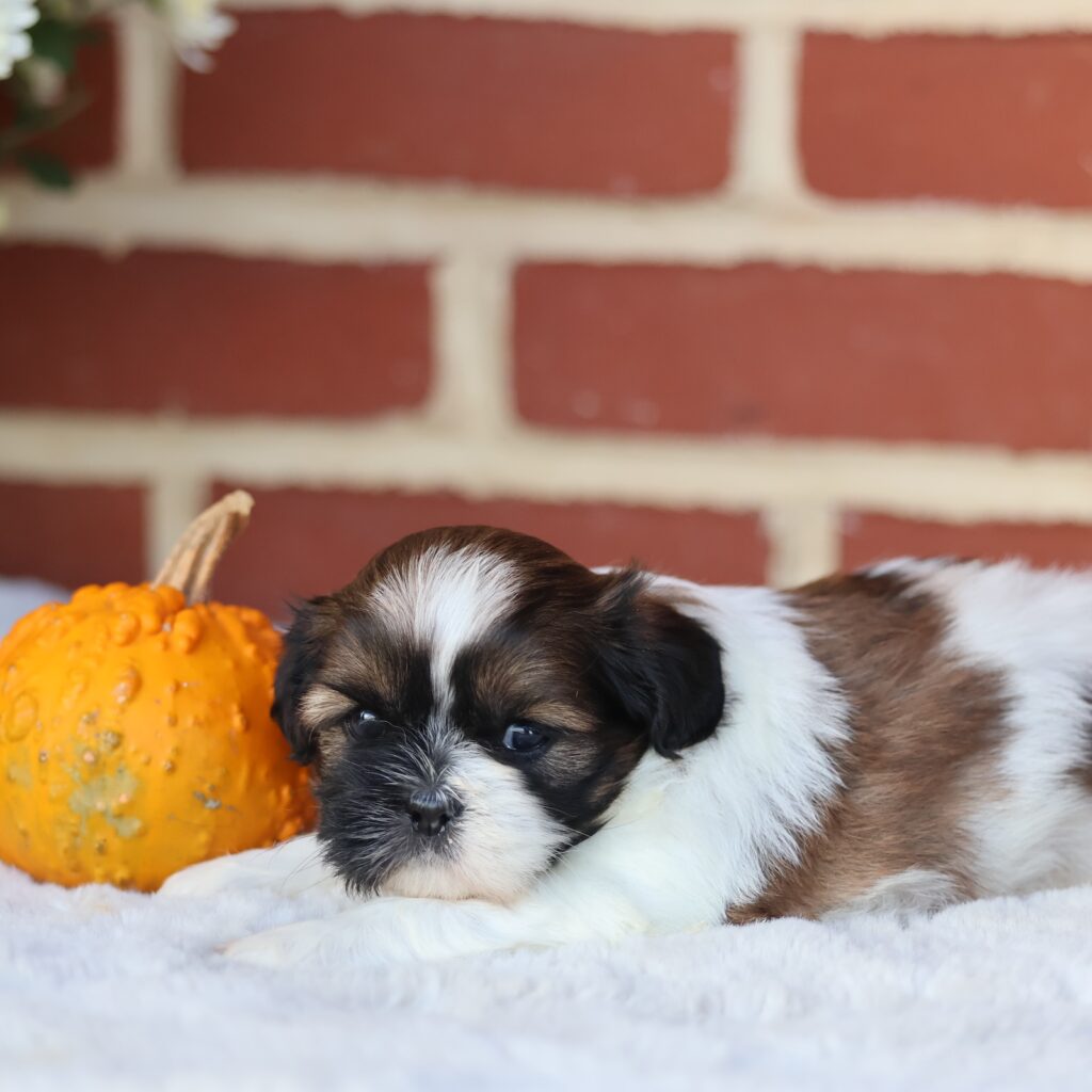 shih tzu puppies for sale in maryland