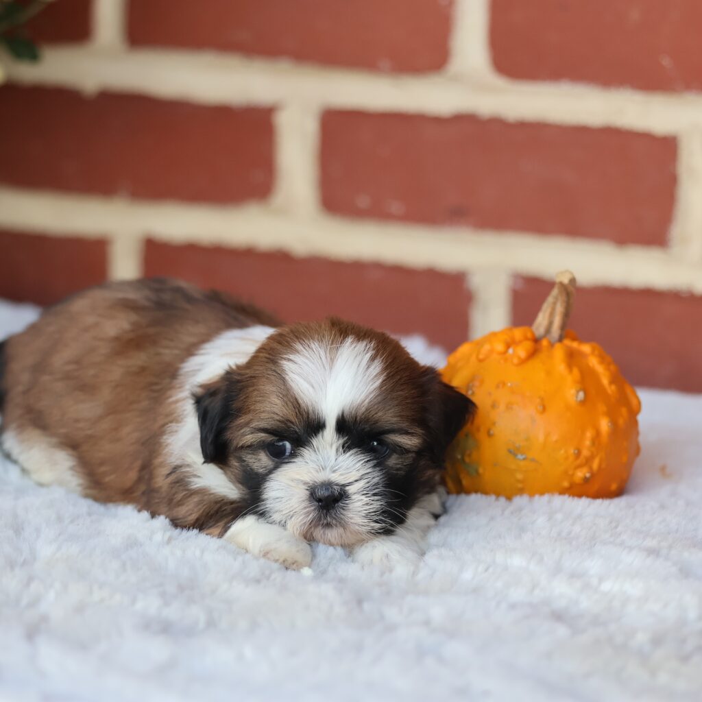 shih tzu puppies for sale in pa