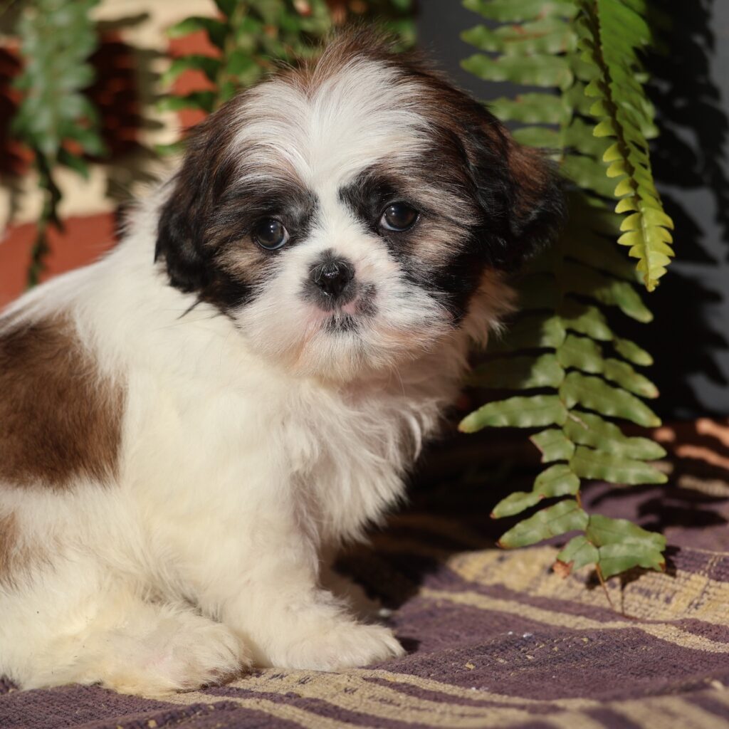 shih tzu puppies for sale near me
