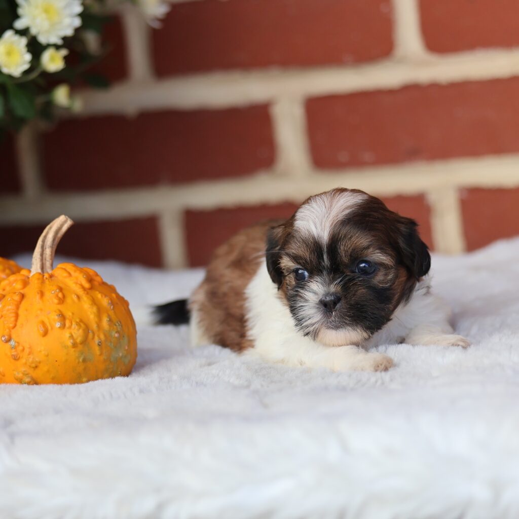 shih tzu puppies for sale near me