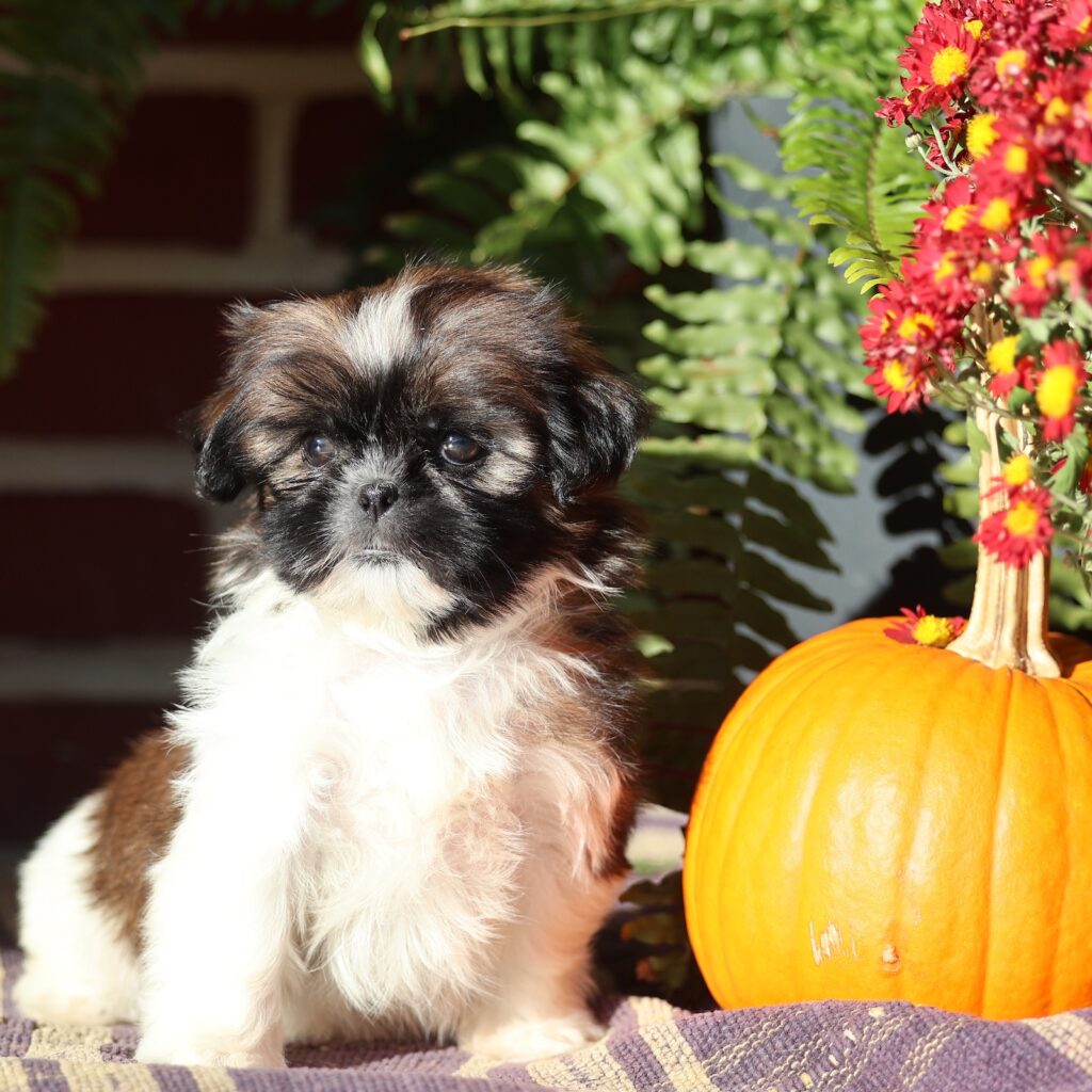 shih tzu puppies for sale near me