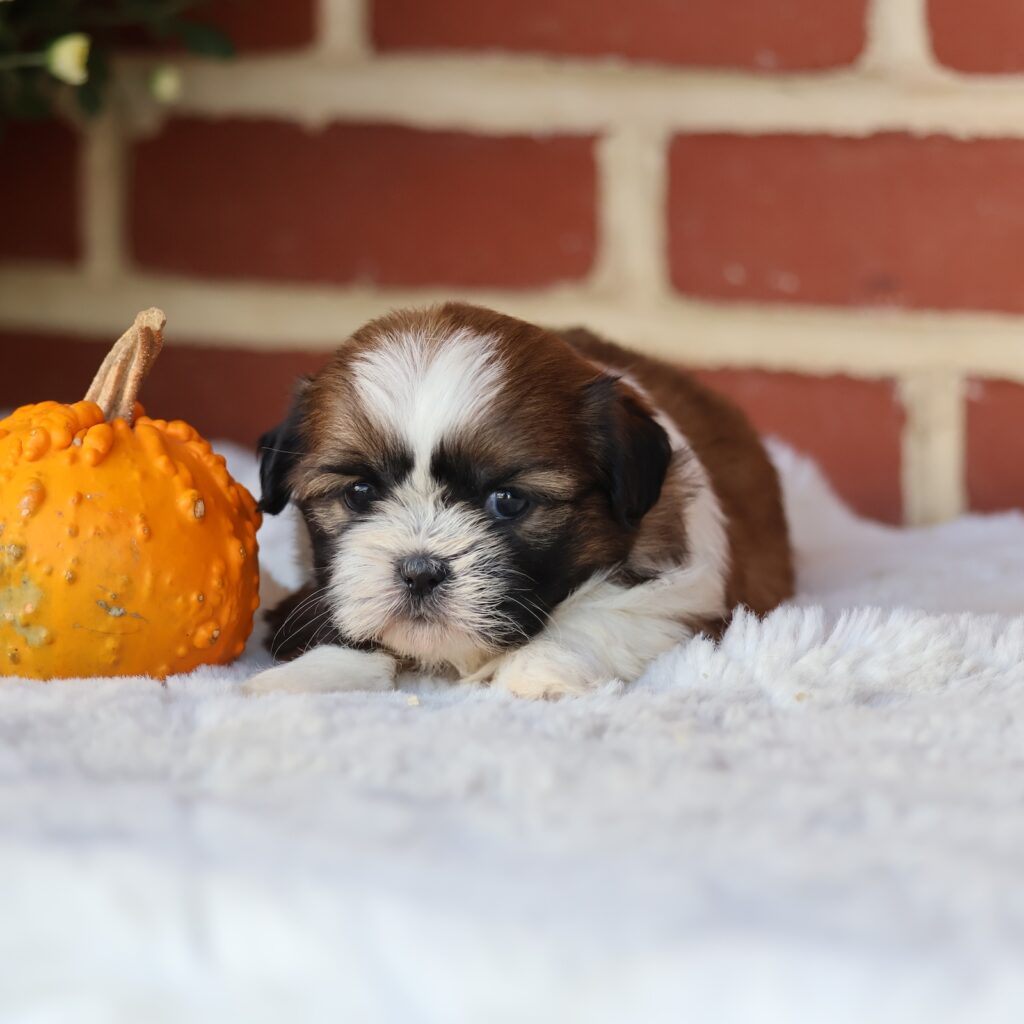 shih tzu puppies in maryland for sale