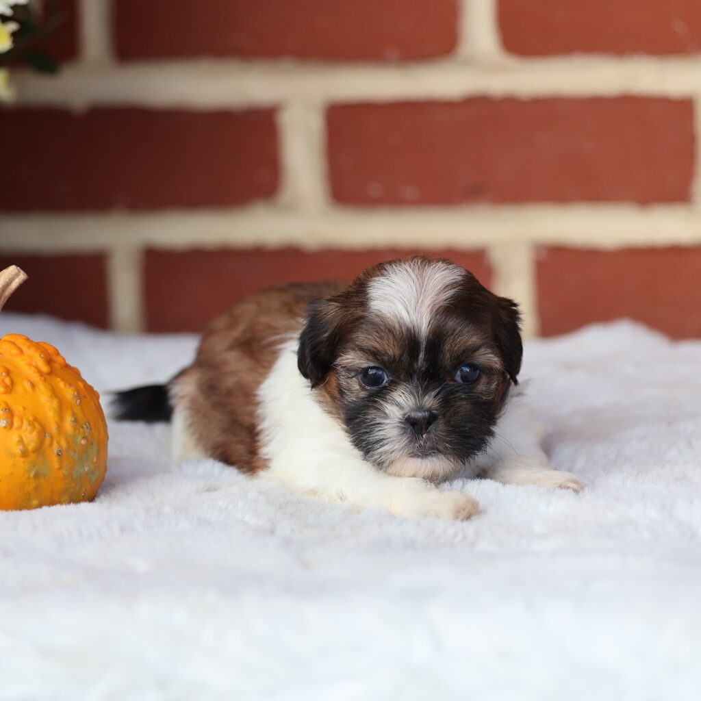 shih tzu puppies near me