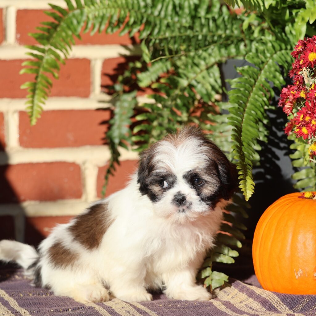 shih tzu puppies near me