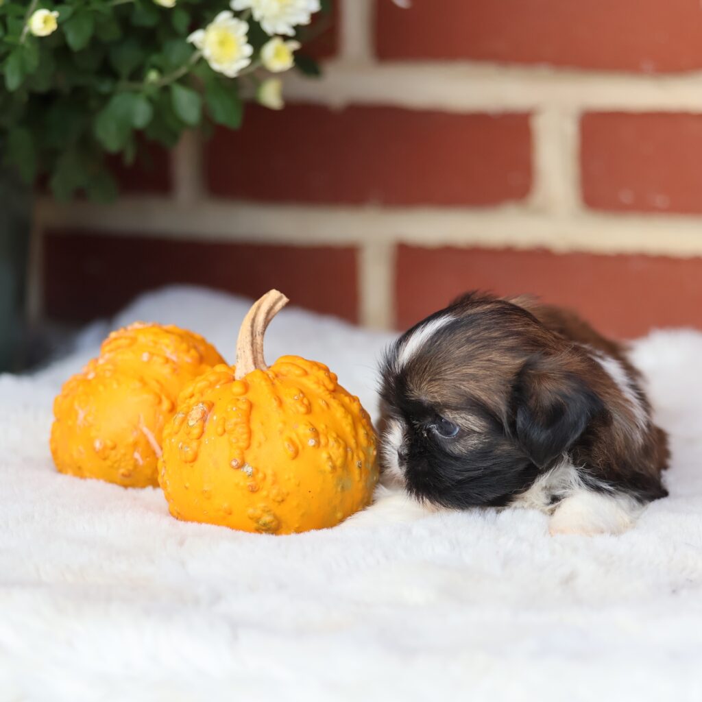 shih tzu puppy