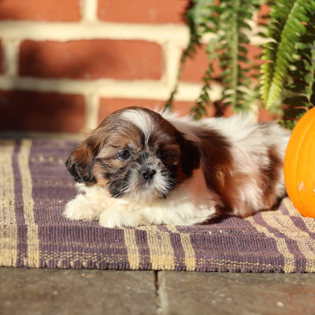shih tzu puppy