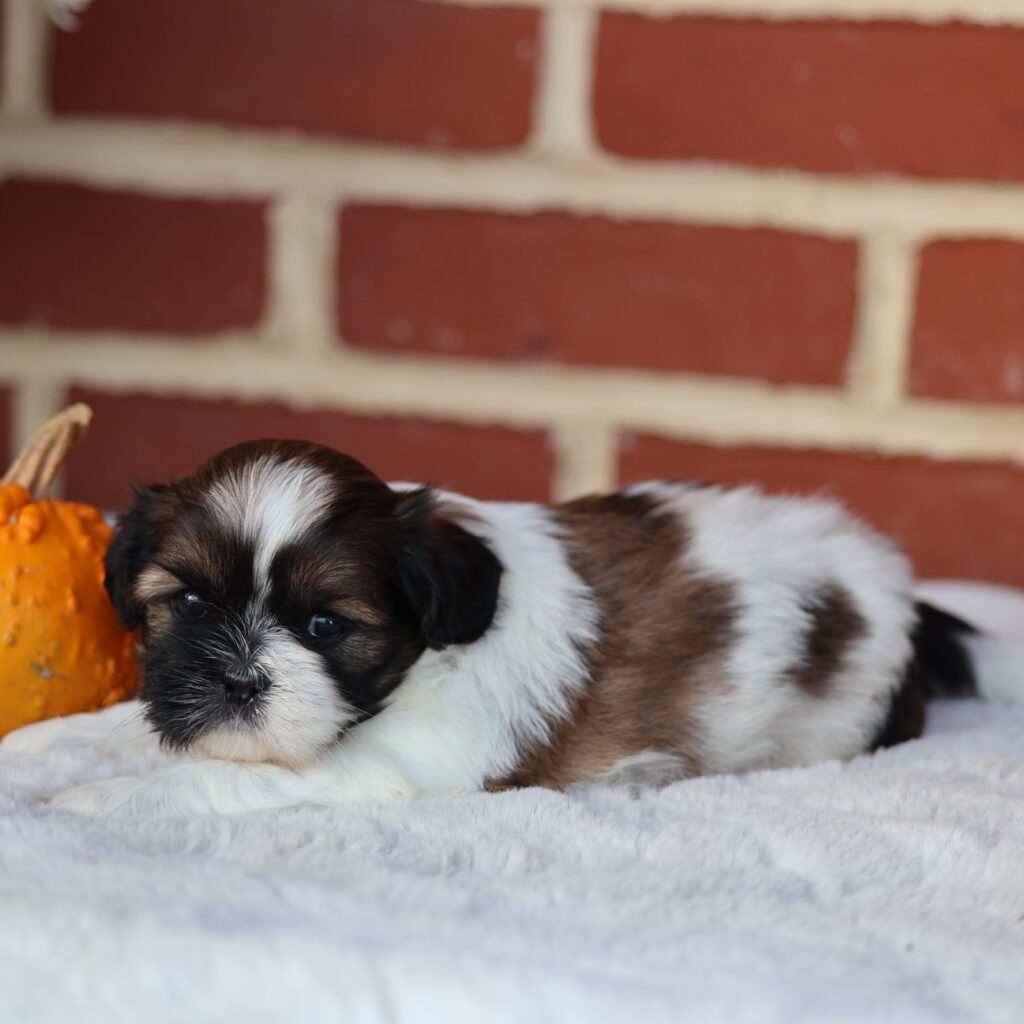 shih tzu puppy for adoption