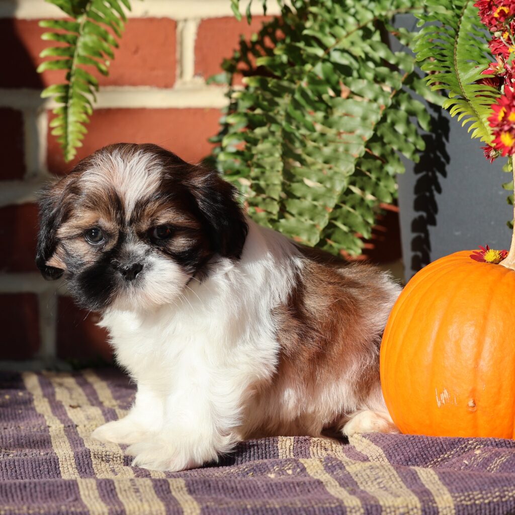 shih tzu puppy for sale