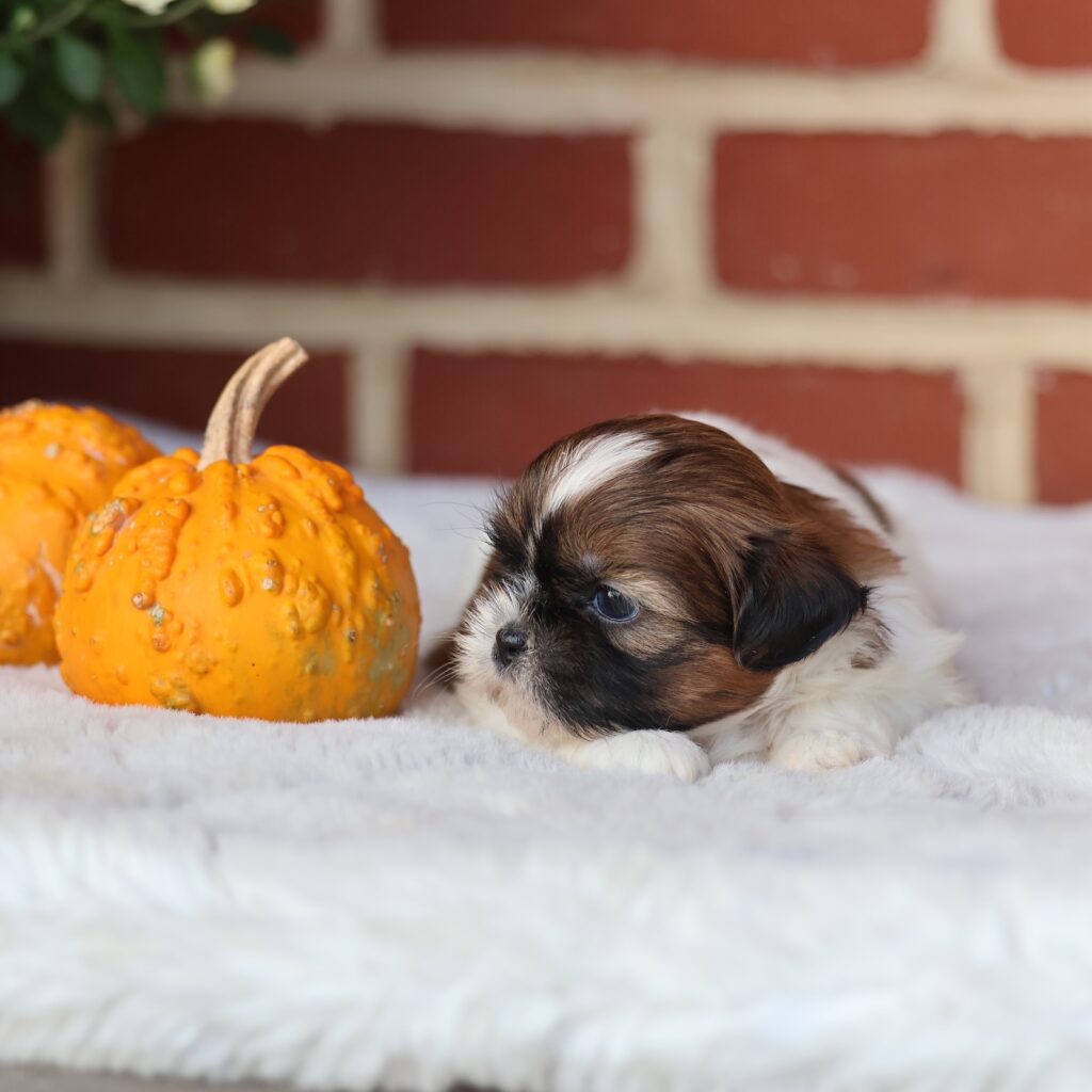 shih tzu puppy for sale near me