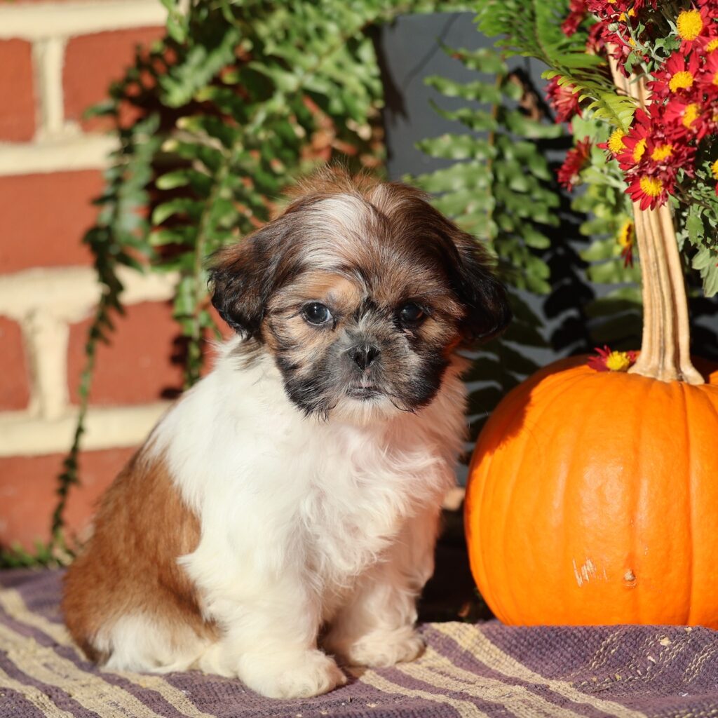 shih tzu puppy for sale near me