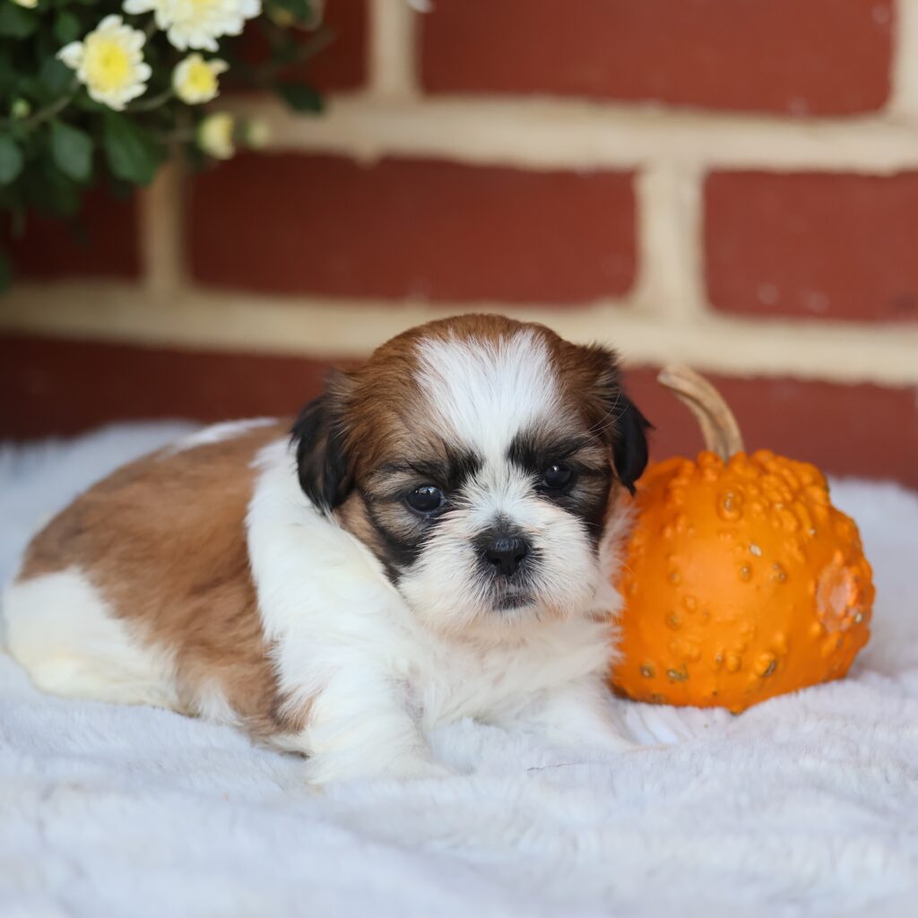 shih tzu puppy near me