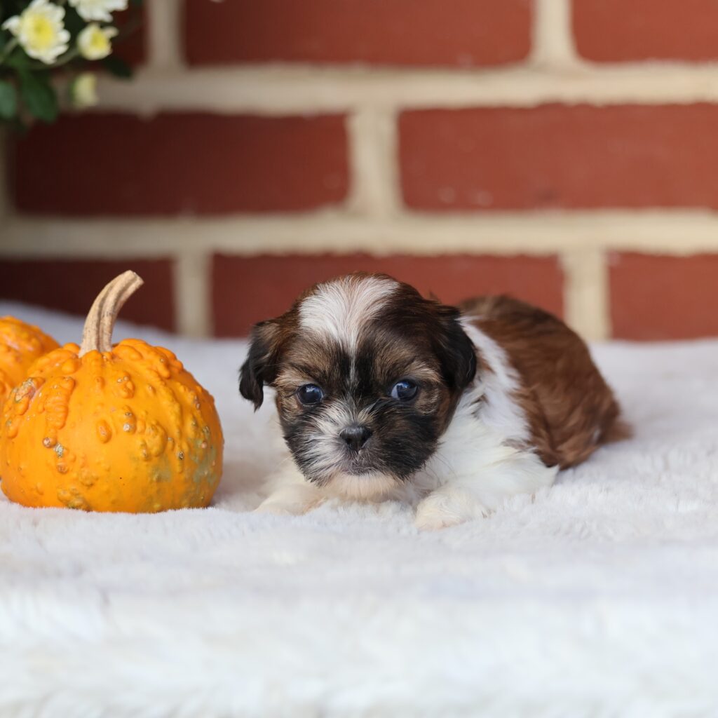 shih tzu puppy sale