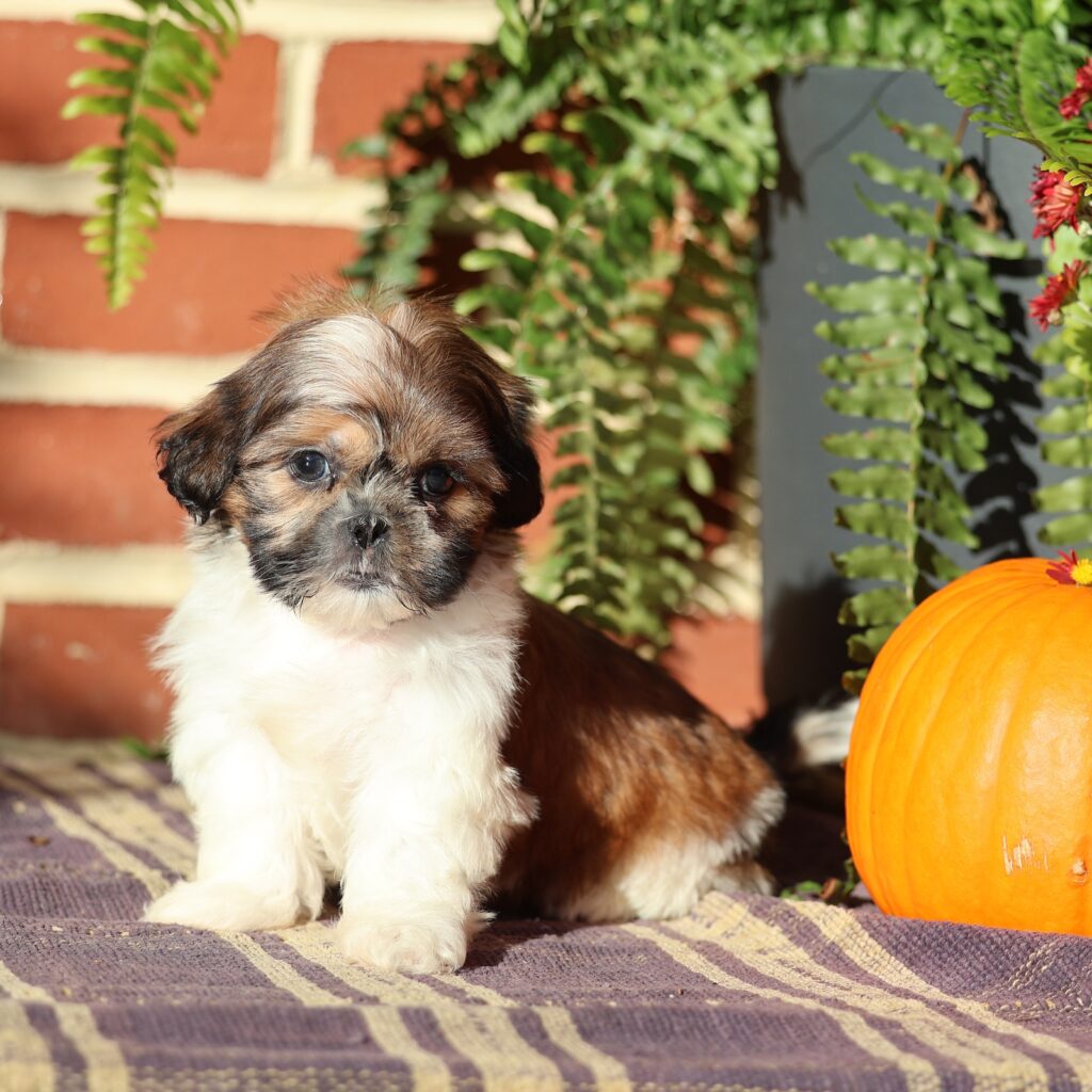 shih tzu puppy sale