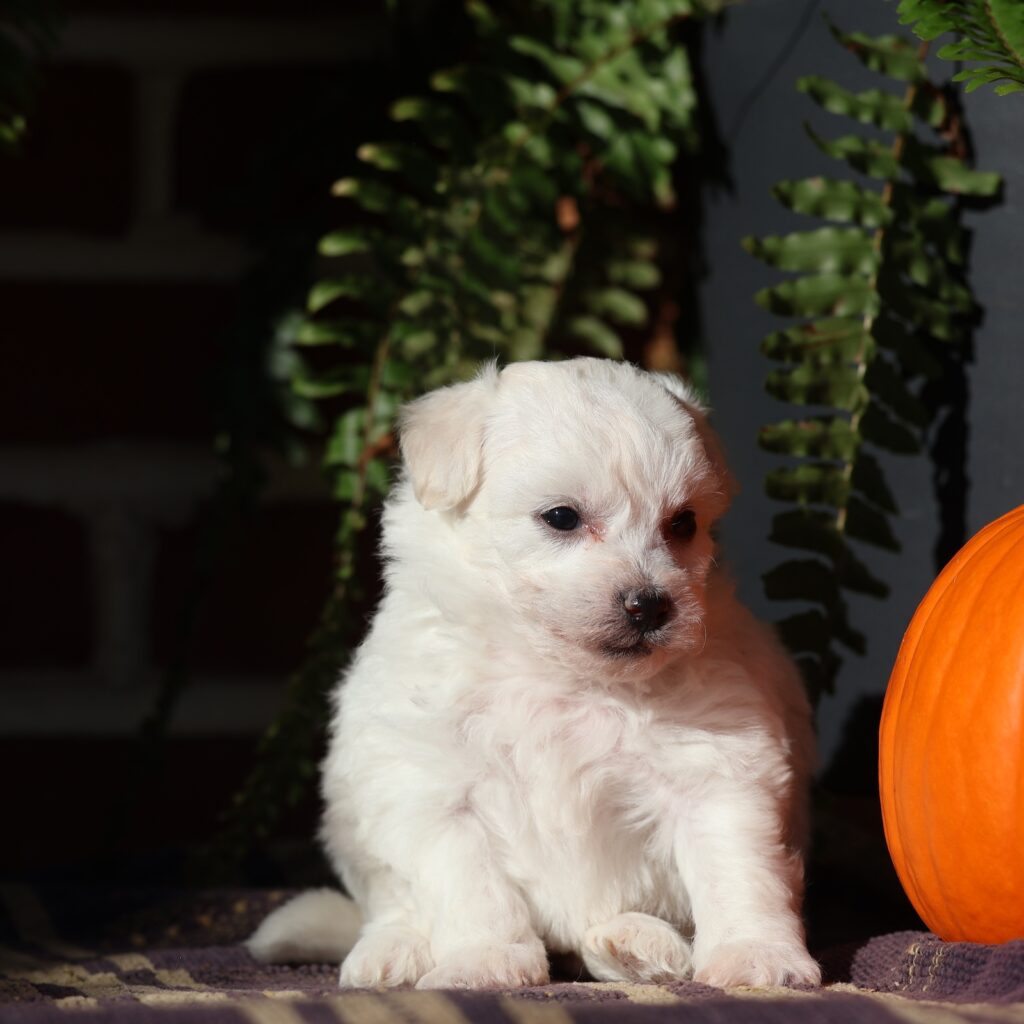 small cute white puppy