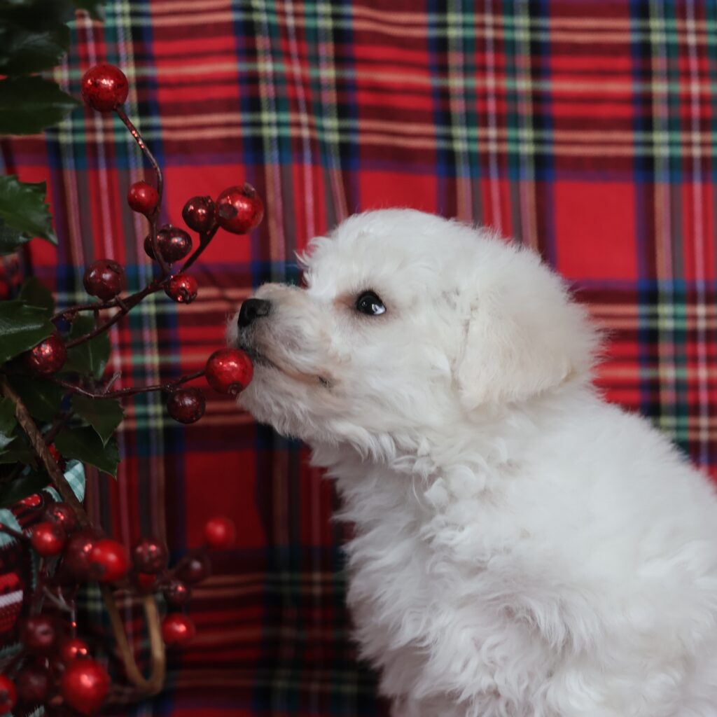 small cute white puppy