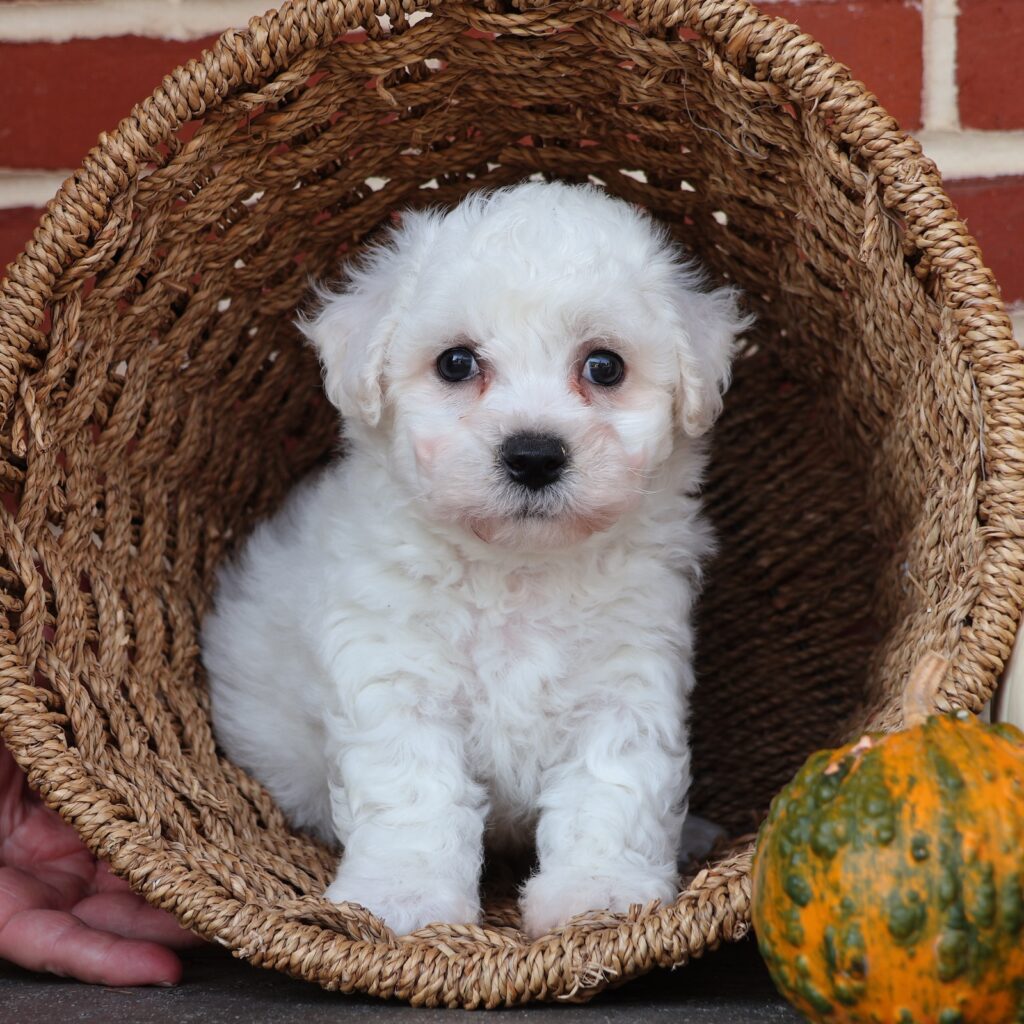 small white puppies breeds