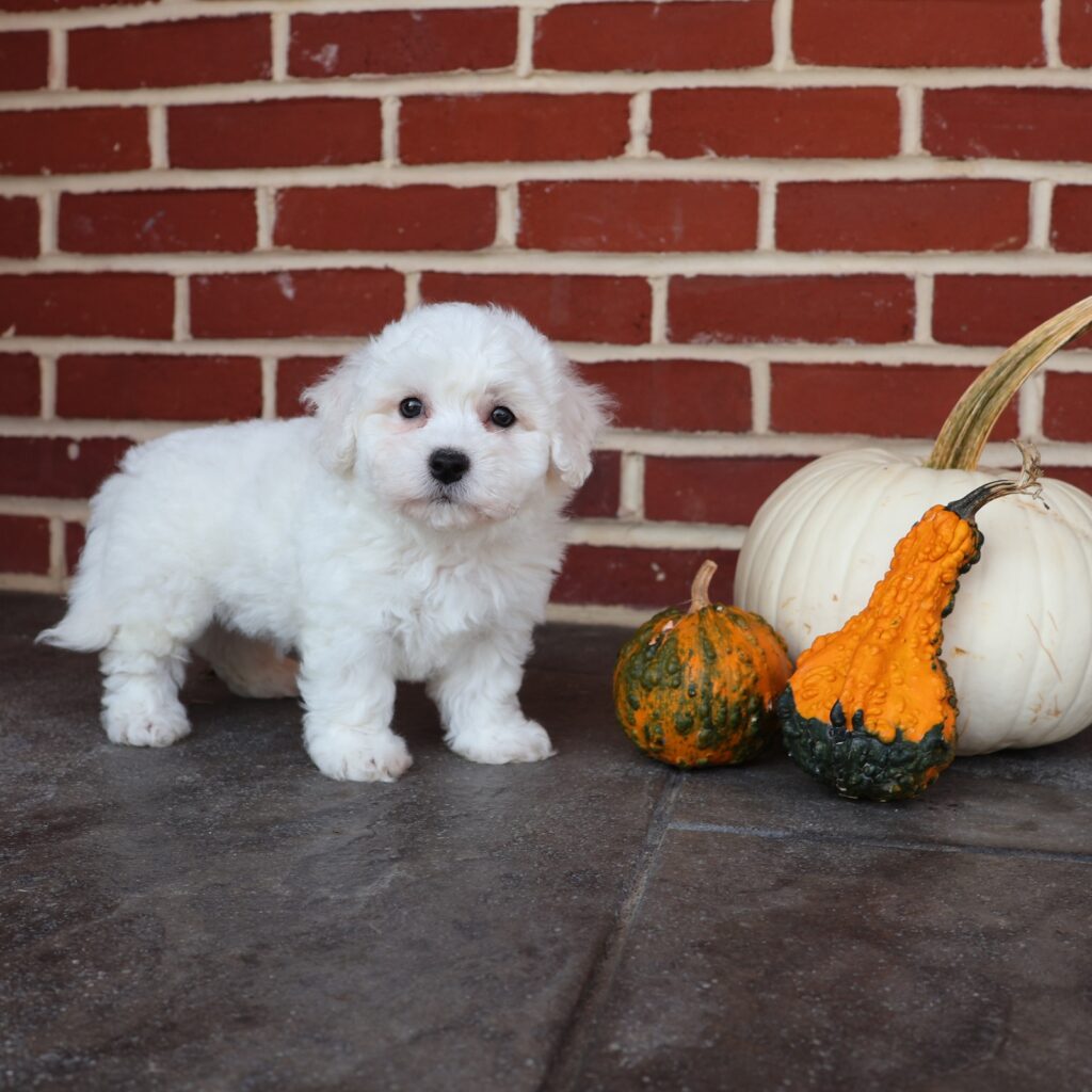 white bichon frise