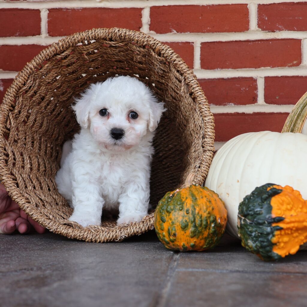 white small puppy dog