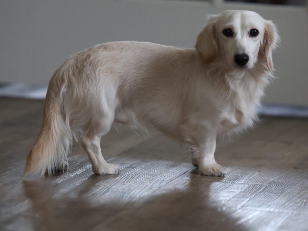 Dachshund Adult Riley