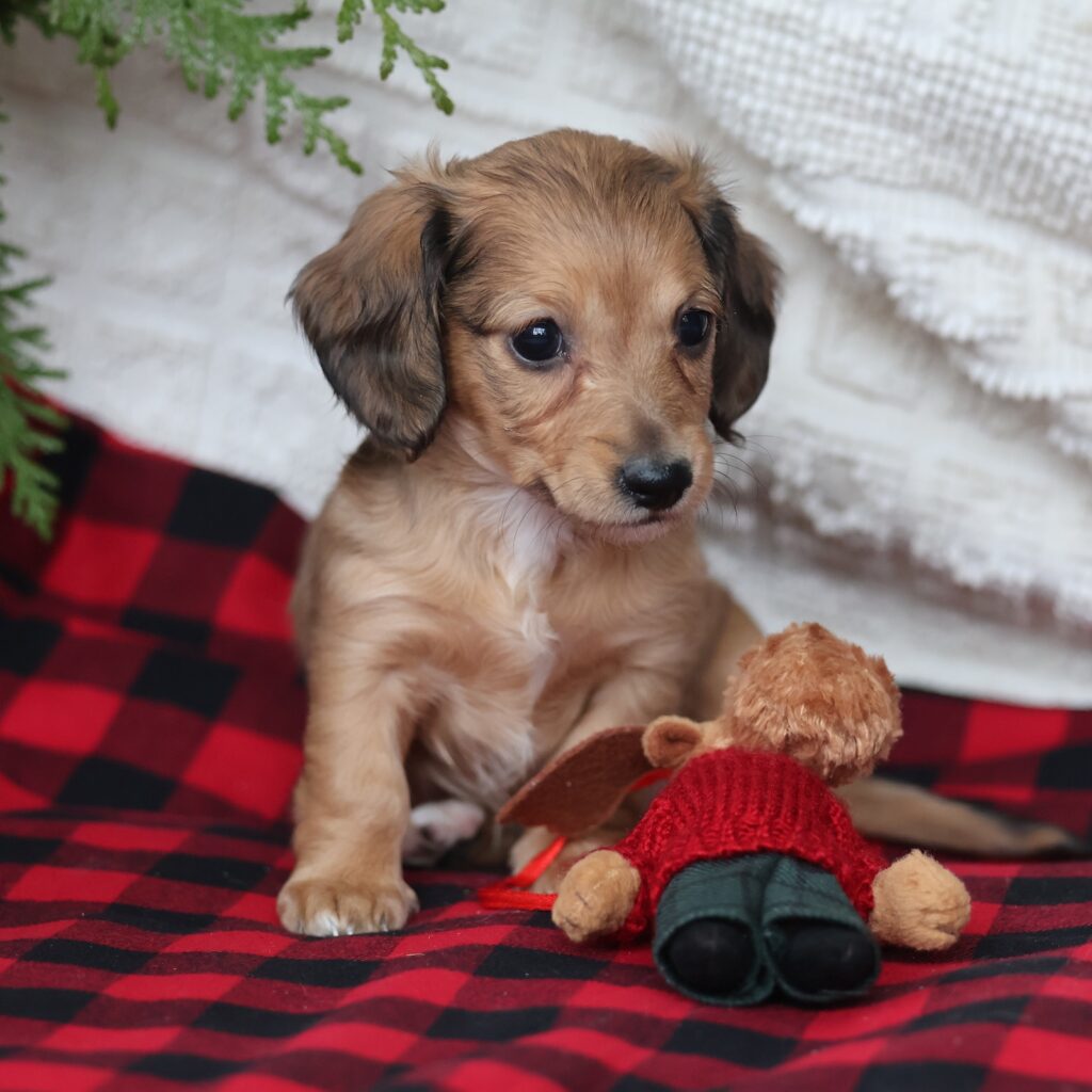 buy or adopt miniature dachshund