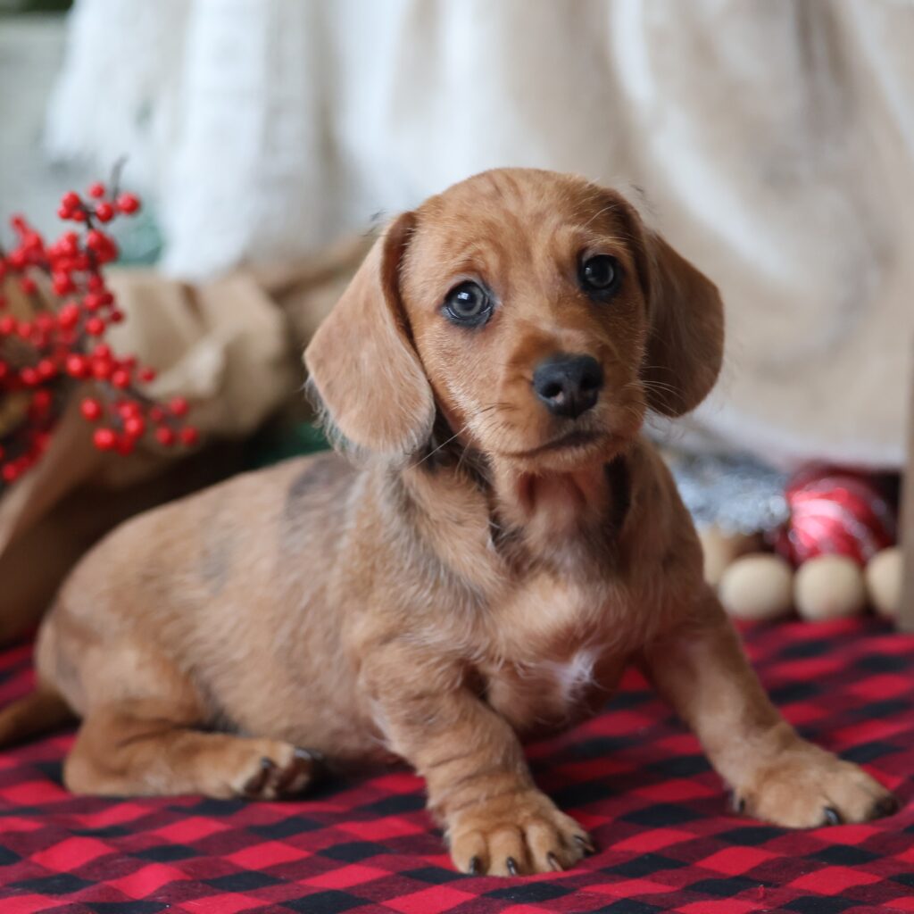 dachshunds for adoption