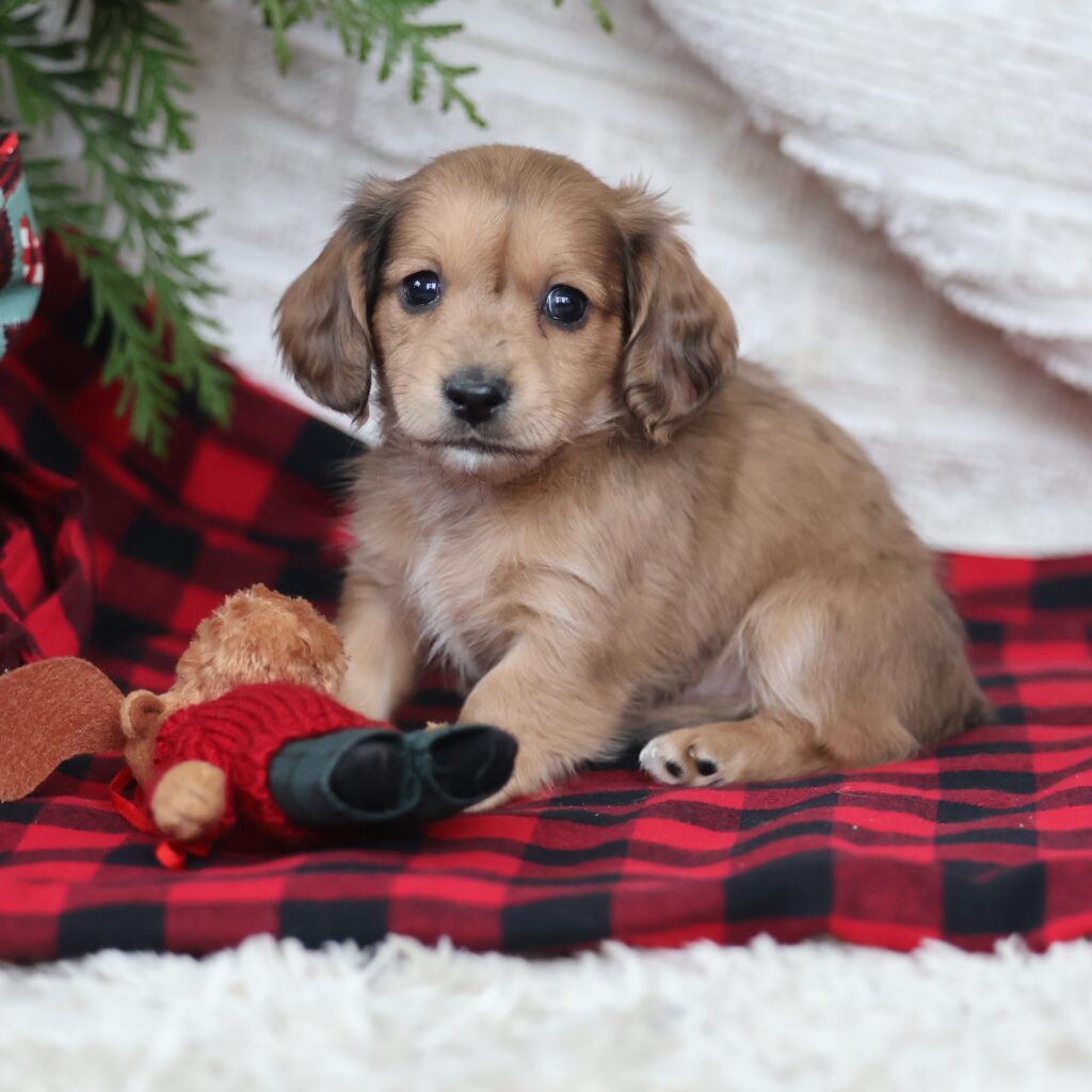 dachshunds for adoption