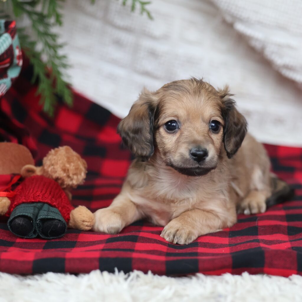 dachshunds for adoption near me