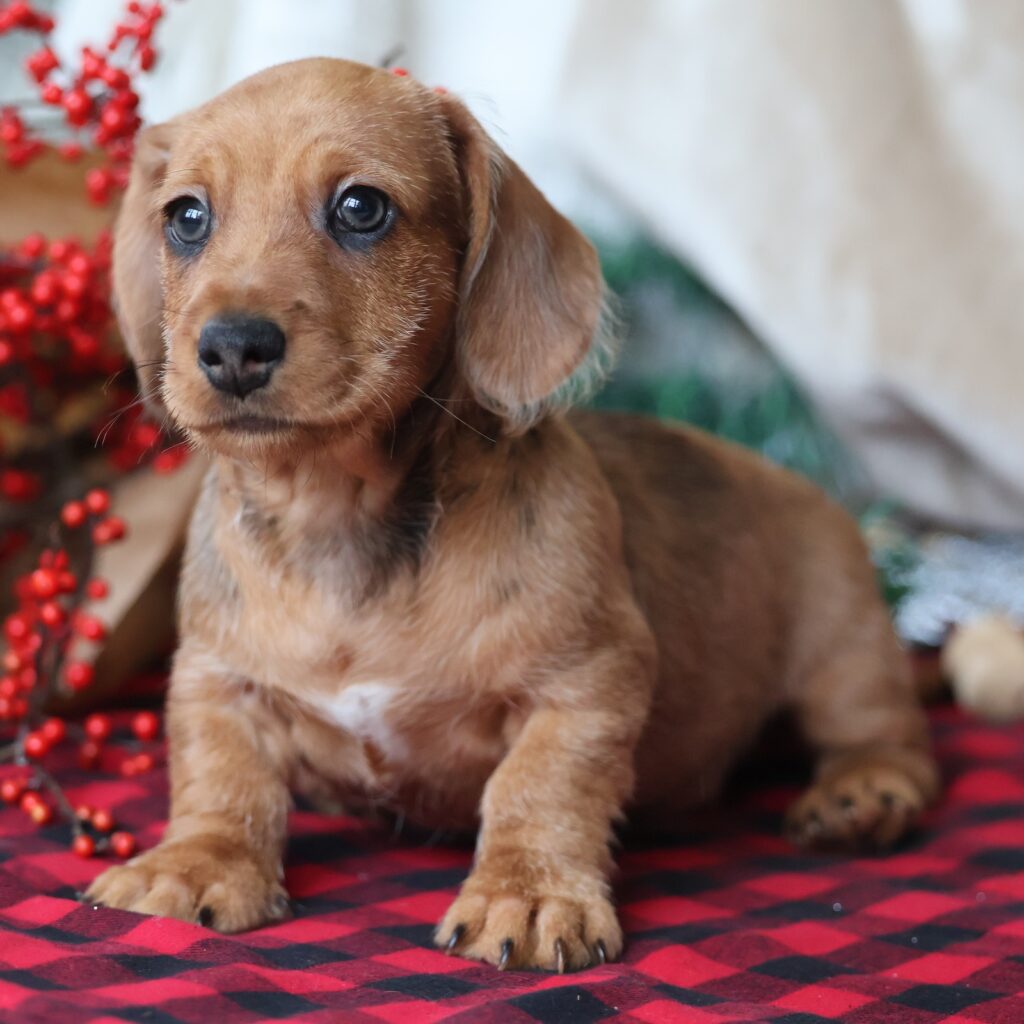 long haired dachshund for sale