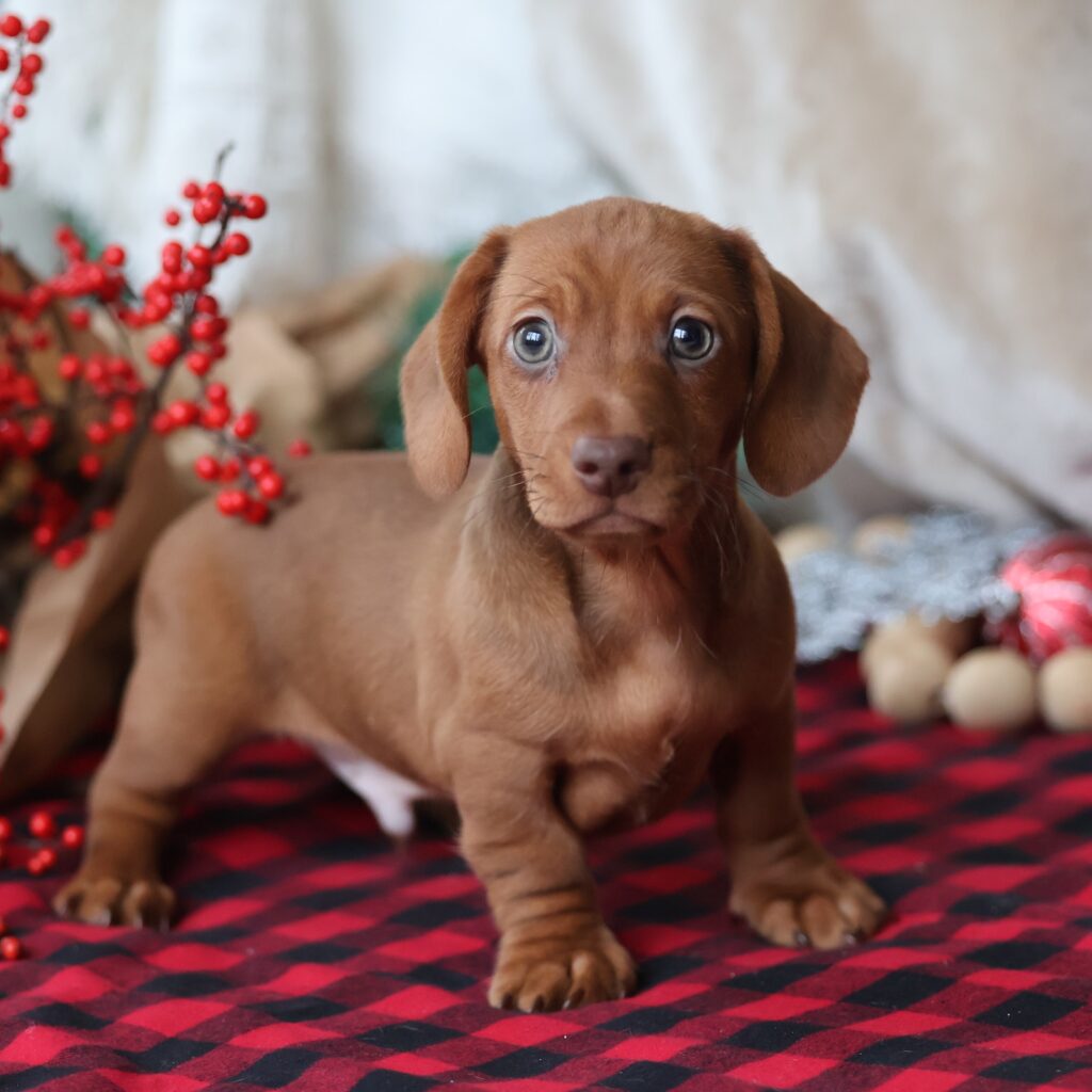 dachshunds for sale near me