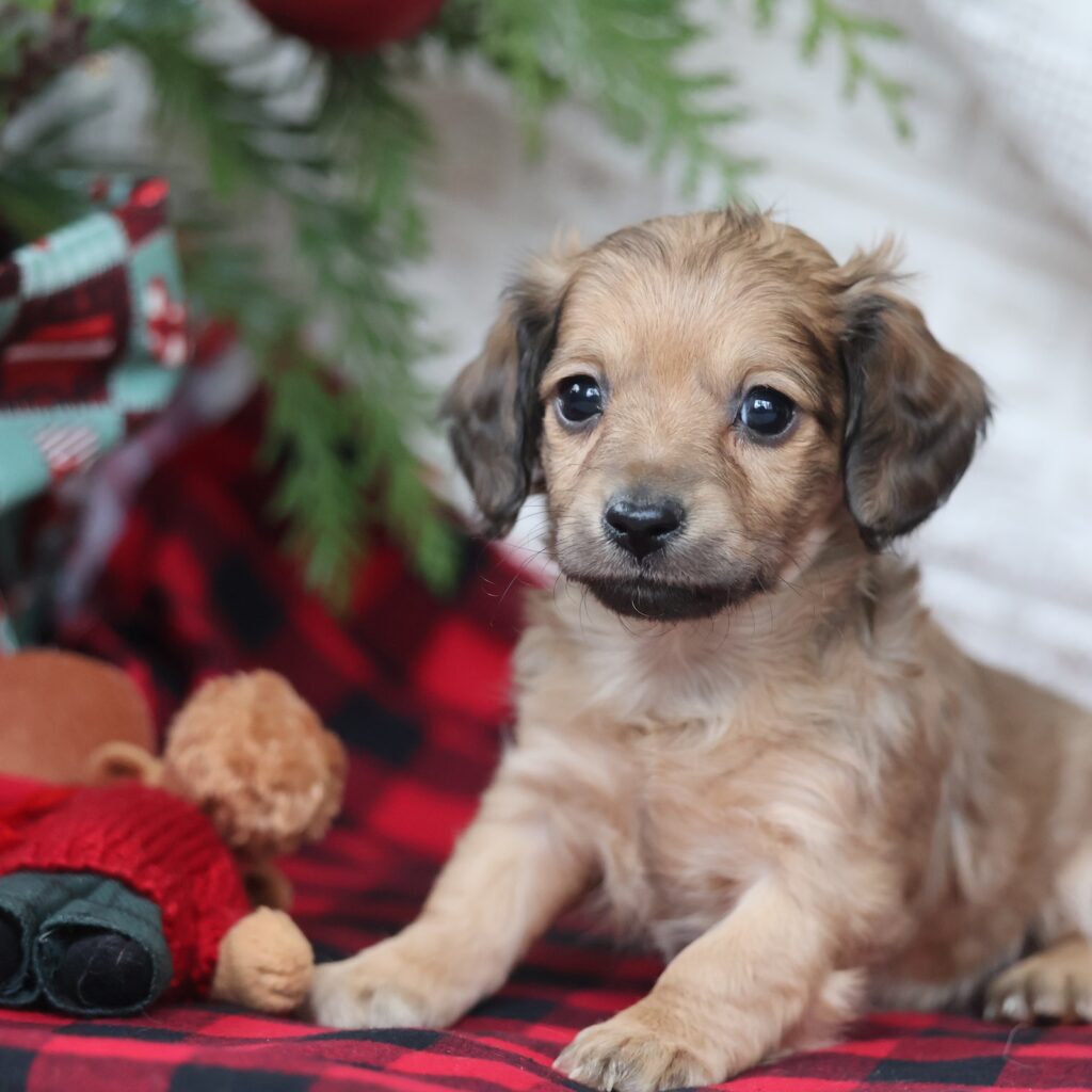 long haired mini dachshund