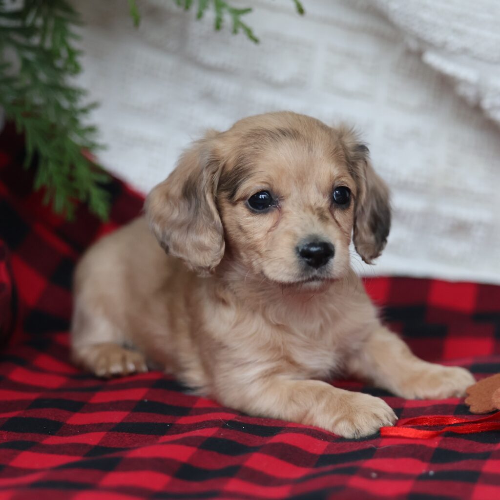 mini dachshunds for sale near me