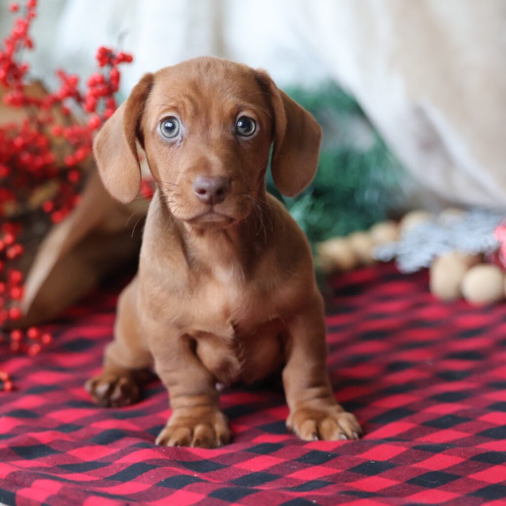 miniature dachshund puppies