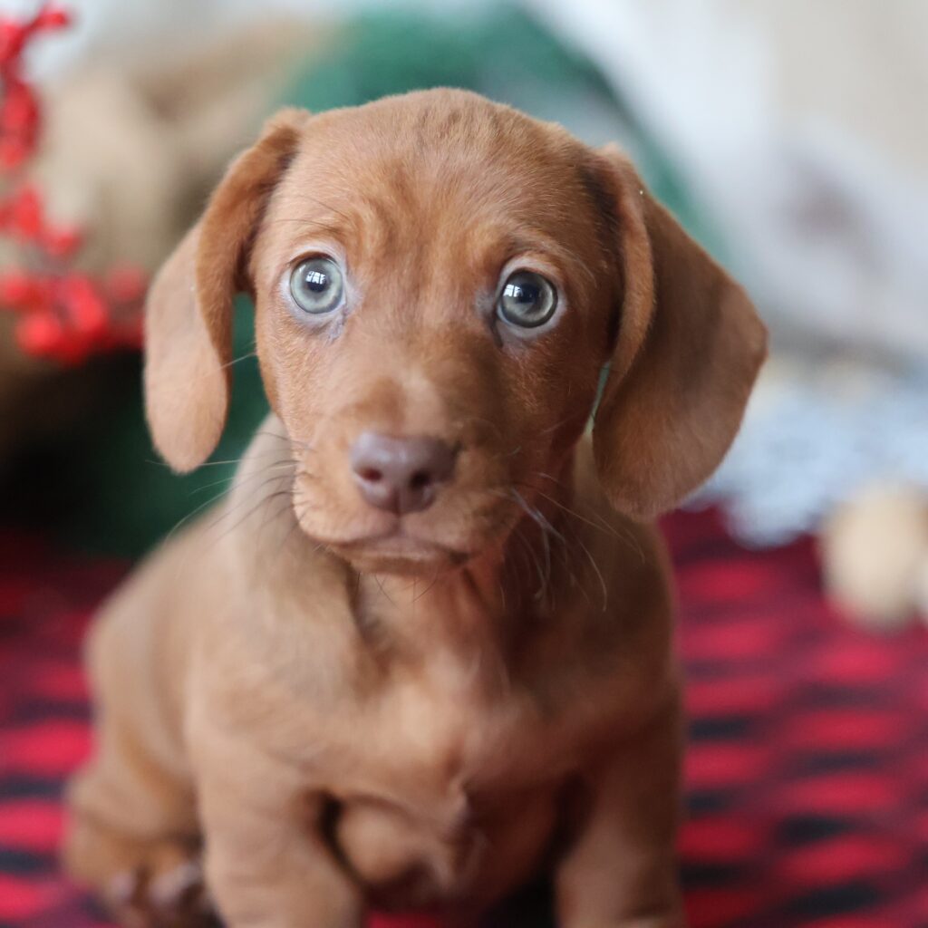 miniature dachshund puppies for sale