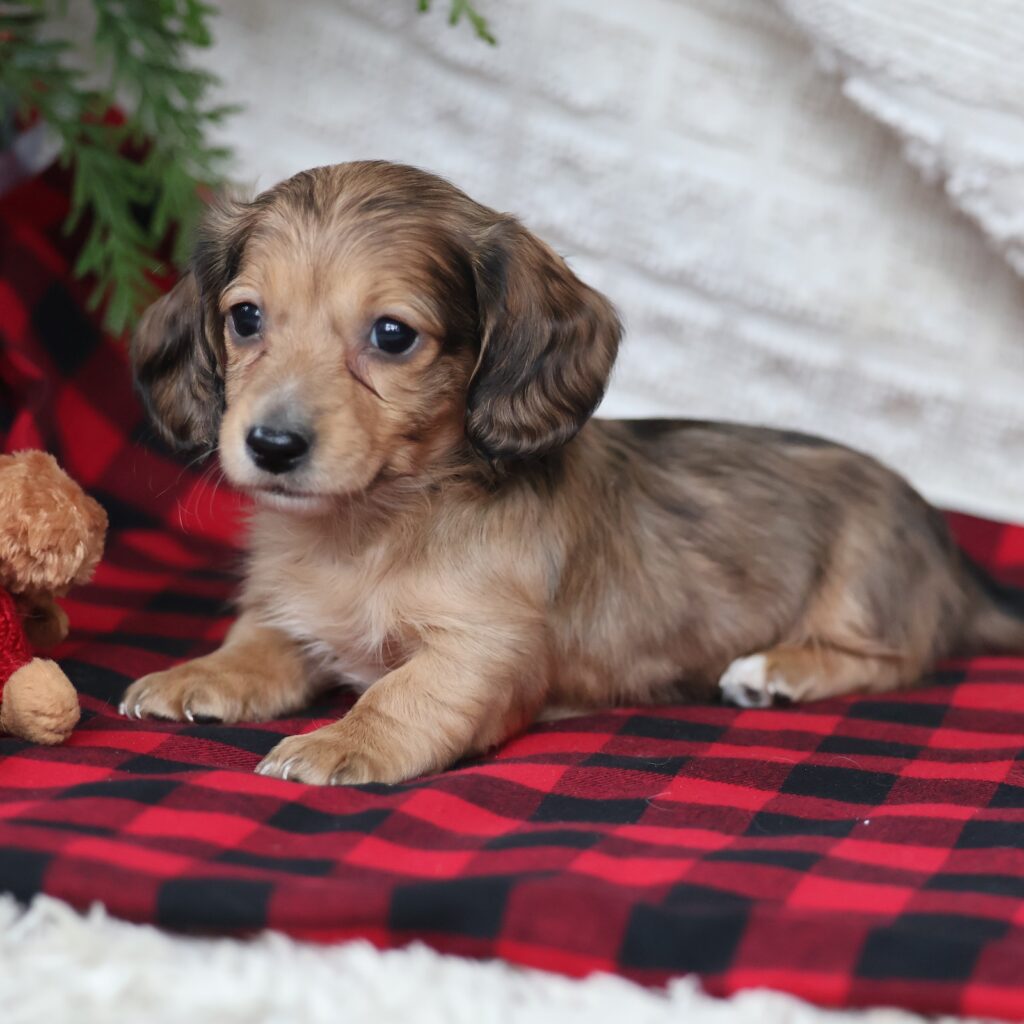 miniature dachshund puppies for sale