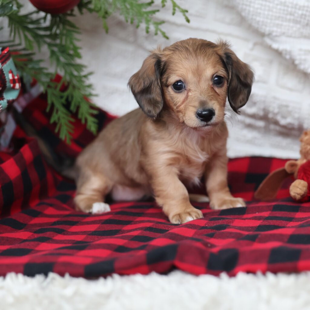 miniature dachshund puppy