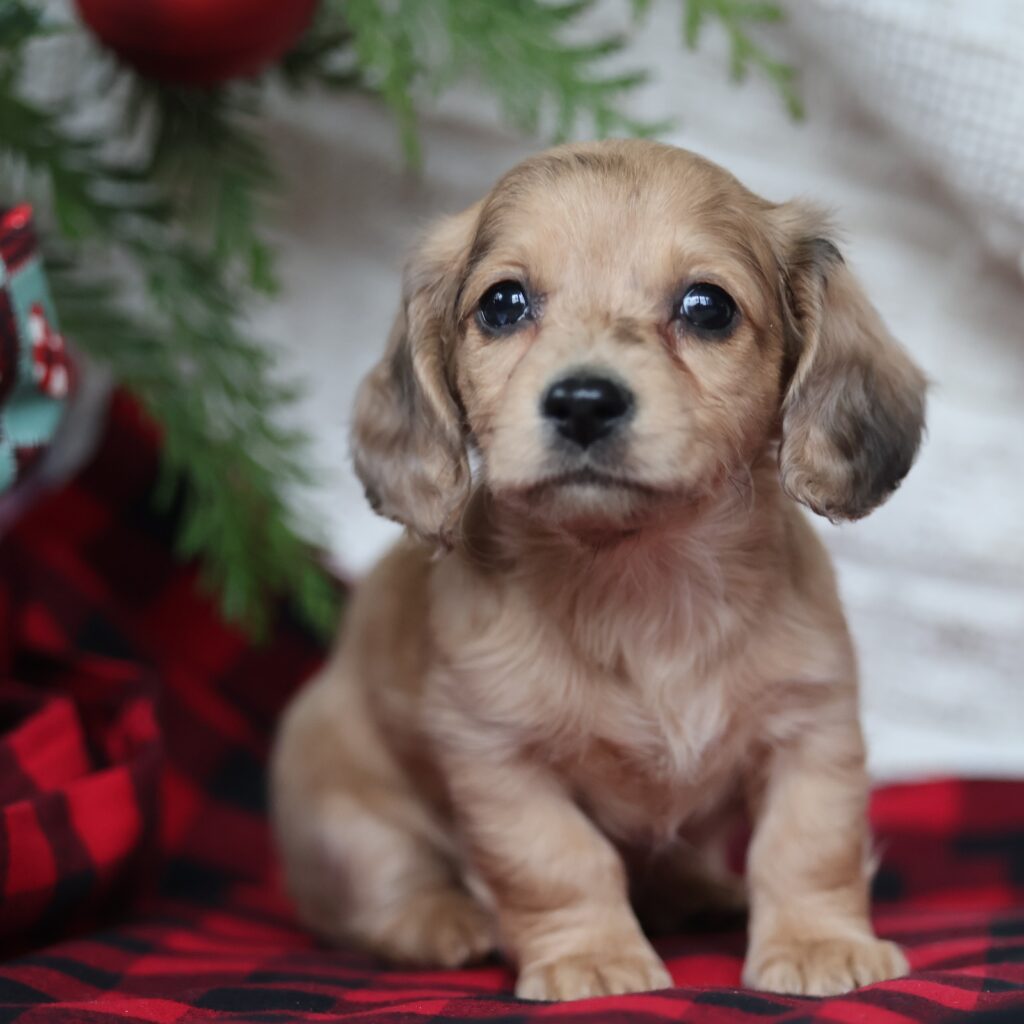 miniature long haired dachshund
