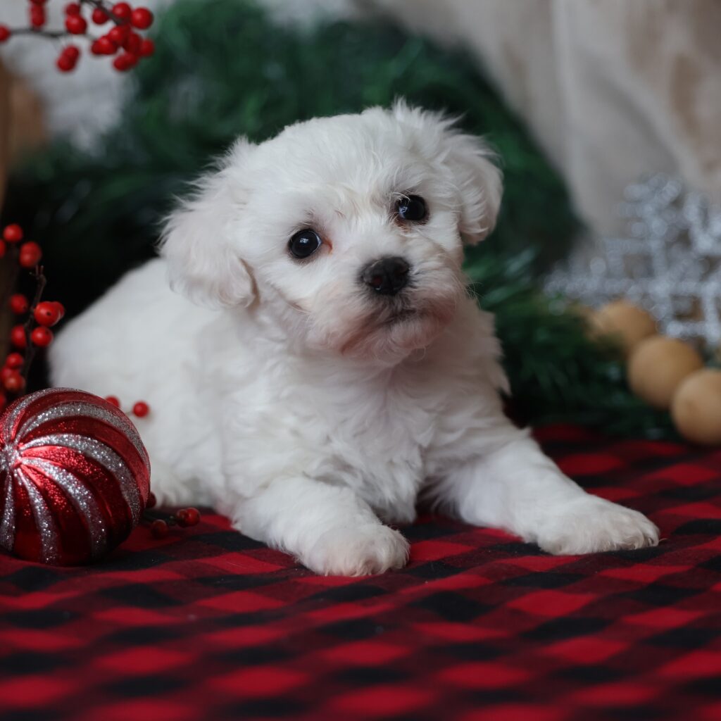 bichon frise dogs for sale