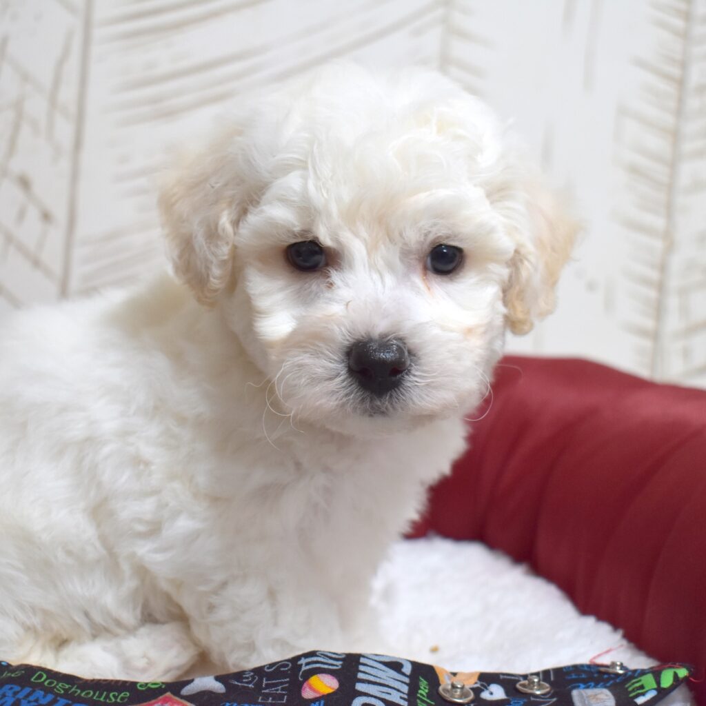 bichon frise hypoallergenic