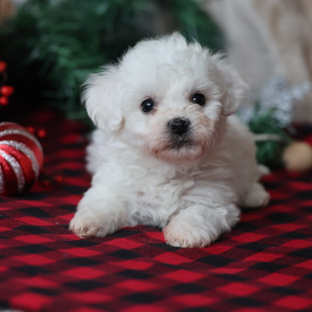 bichon frise puppies