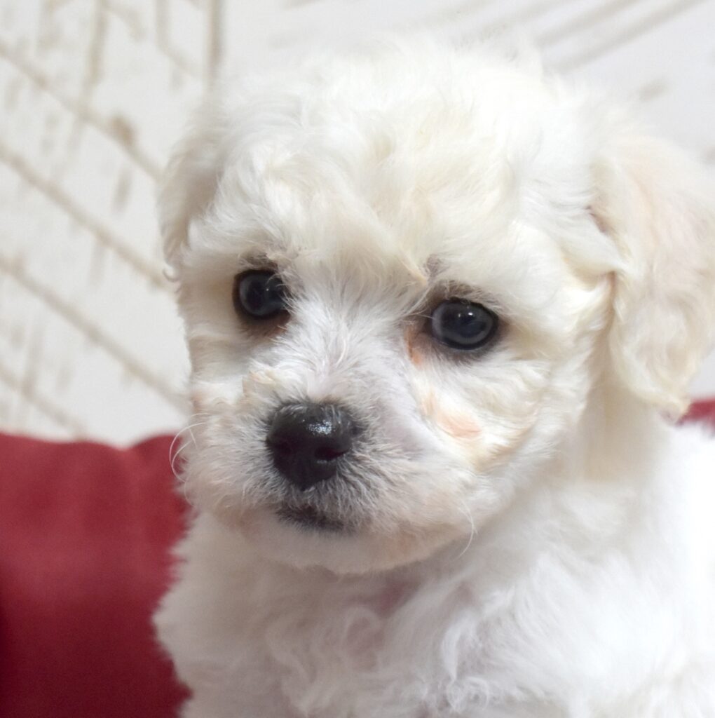 bichon frise puppies