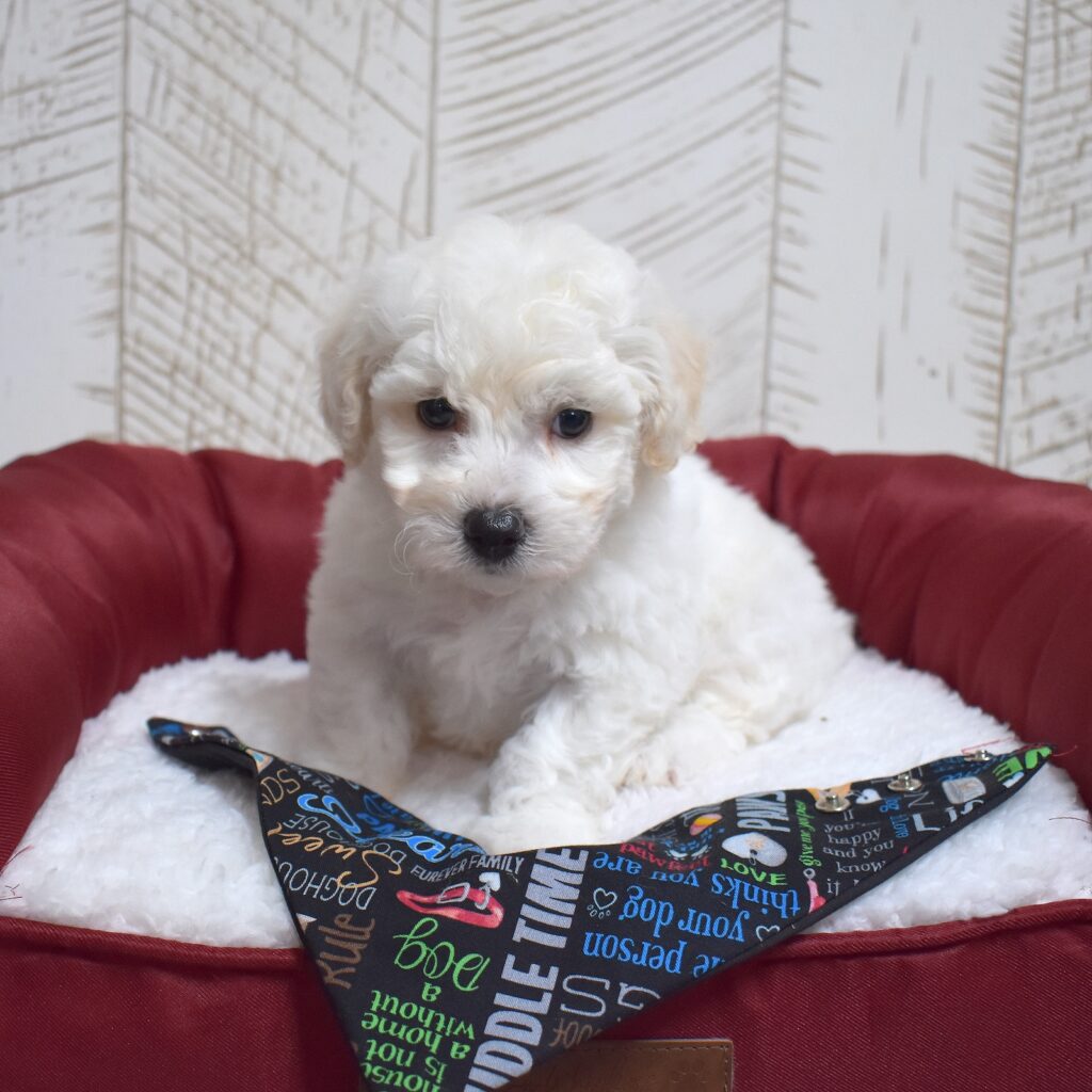 bichon frise puppies for adoption