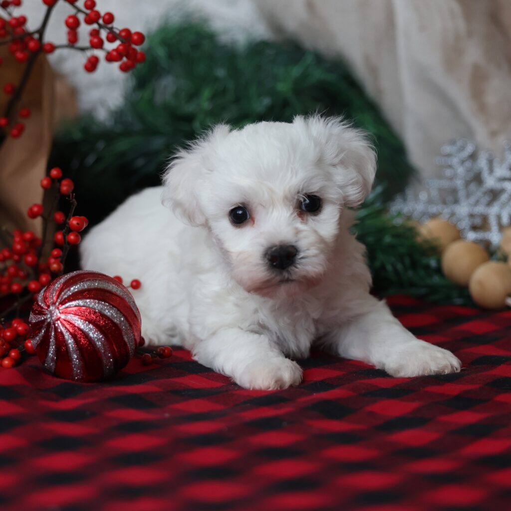 bichon frise puppies for sale